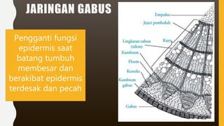 JARINGAN GABUS
Pengganti fungsi
epidermis saat
batang tumbuh
membesar dan
berakibat epidermis
terdesak dan pecah
 