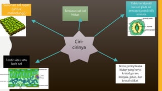 Ciri-
cirinya
Susunan sel rapat
(untuk
melindungi)
Tidak berklorofil
kecuali pada sel
penjaga (guard cell)
stomata
Terdiri atas satu
lapis sel
Berisi protoplasma
hidup yang berisi
kristal garam,
minyak, getah, dan
kristal silikat.
Tersusun sel-sel
hidup
 