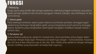 FUNGSI
1. Pelindung
fungsi utama yang dimiliki oleh jaringan epidermis, melindungi bagian tumbuhan yang ada di
bawah jaringan epidermis dari ancaman gangguan mekanik, patogen, atau kehilangan air dan
nutrisi lainnya.
2. Sekresi getah
Pada beberapa tumbuhan seperti pada insektivora (tumbuhan pemakan serangga) bagian
epidermisnya berfungsi menghasilkan getah yanng mengandung enzim pencerna serangga
terjerat. Epidermis yang menghasilkan sekret getah mengalami modifikasi menjadi rambut –
rambut halus.
3. Pertukaran zat
Karena letaknya paling luar, epidermis menjadi pintu utama pembatas antara bagian dalam
tumbuhan dengan lingkungan. Pertukaran zat seperti gas oksigen – karbondioksida, masuknya
dan zat hara di akar, keluarnya uap air dari dari, akan melalui pintu epidermis dengan berbagai
bentuk modifikasi yang disesuaikan terhadap letak organnya
 