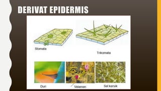 DERIVAT EPIDERMIS
 