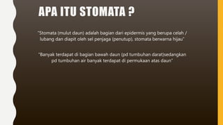 APA ITU STOMATA ?
“Stomata (mulut daun) adalah bagian dari epidermis yang berupa celah /
lubang dan diapit oleh sel penjaga (penutup), stomata berwarna hijau”
“Banyak terdapat di bagian bawah daun (pd tumbuhan darat)sedangkan
pd tumbuhan air banyak terdapat di permukaan atas daun”
 