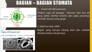 BAGIAN – BAGIAN STOMATA
1. Guard cell (Sel penutup)
Disebut juga sel penjaga , tersusun dari dua sel
yang sekilas terlihat simetris dan pada umumnya
memiliki bentuk mirip ginjal
2. Aperture atau celah
Bagian yang berupa lubang kecil dan terletak
diantara kedua sel penutup
 
