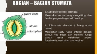 3. Subsidiary cell (Sel tetangga)
Merupakan sel sel yang mengelilingi dan
berdampingan dengan sel penutup
4. Substomata chamber ( Ruang udara
dalam)
Merupakan suatu ruang antarsel dengan
bentuk yag besar dan memiliki fungsi
ganda ketika melakukan proses
fotosintesis, transpirasi dan respirasi
BAGIAN – BAGIAN STOMATA
 