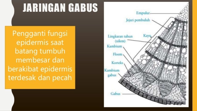 Jaringan epidermis