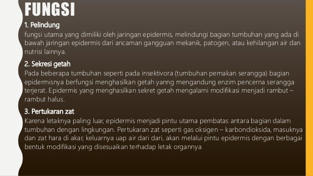 Jaringan epidermis