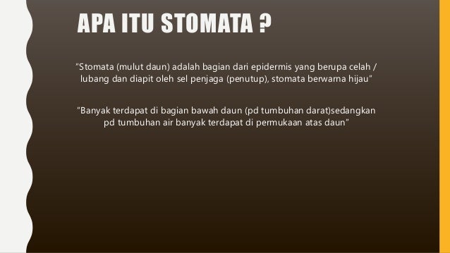 Jaringan epidermis Jaringan epidermis