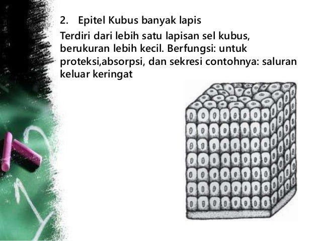 Jaringan epitel
