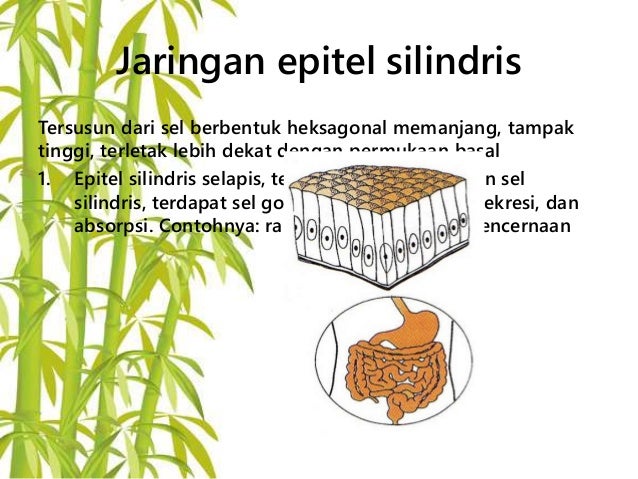 Jaringan epitel