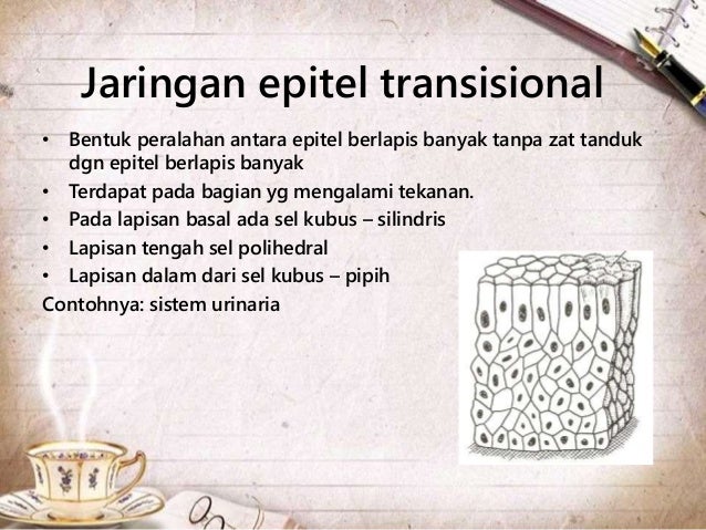 Jaringan epitel