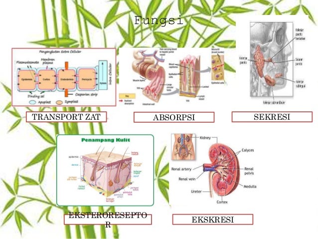 Contoh Difusi Osmosis Dan Difusi Terbantu - Contoh 36