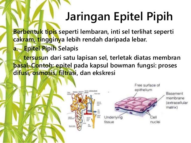 Jaringan epitel