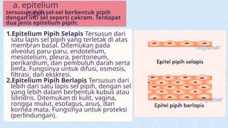 jaringan epitel biologi jaringan epitel kubus epitel pipih | PPTX