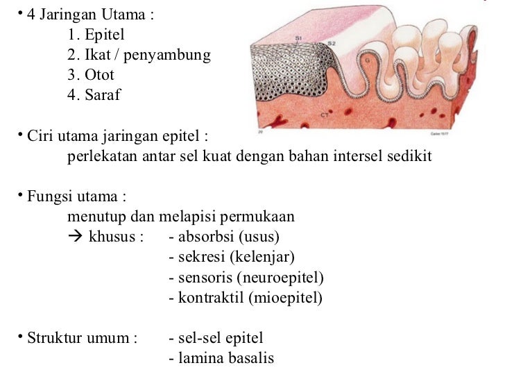  Jaringan  hewan 