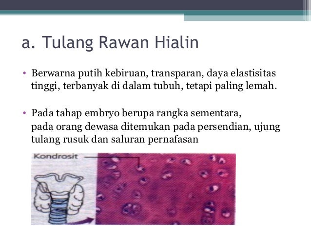 Jaringan hewan Jaringan hewan