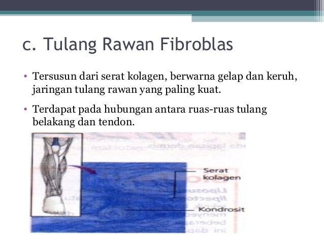 Jaringan Hewan 15216891