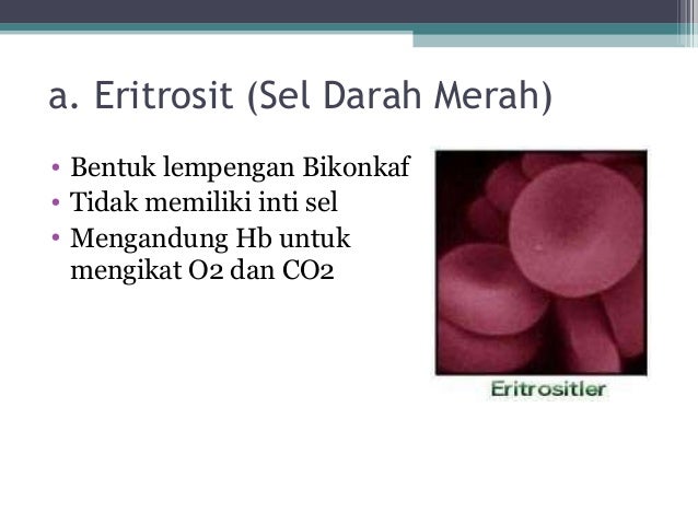 Fungsi Ubat Cair Darah - Jurupulih h