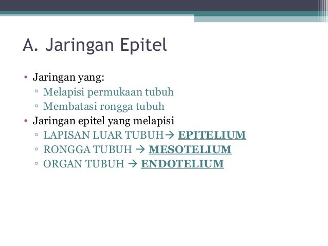Jaringan Hewan 15216891
