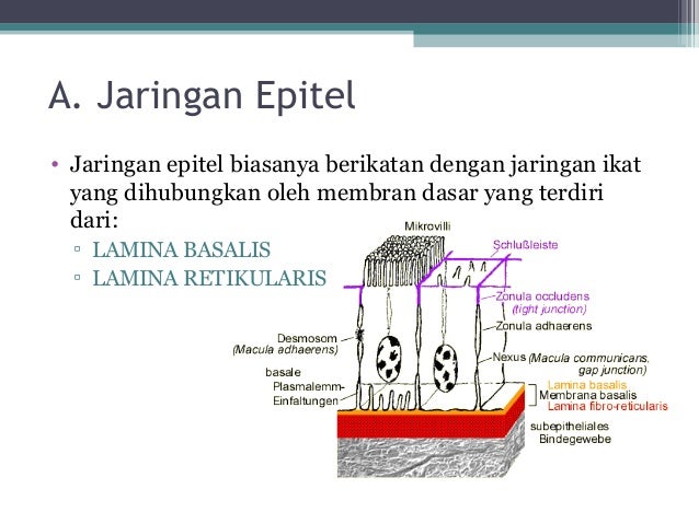 Jaringan Hewan 15216891