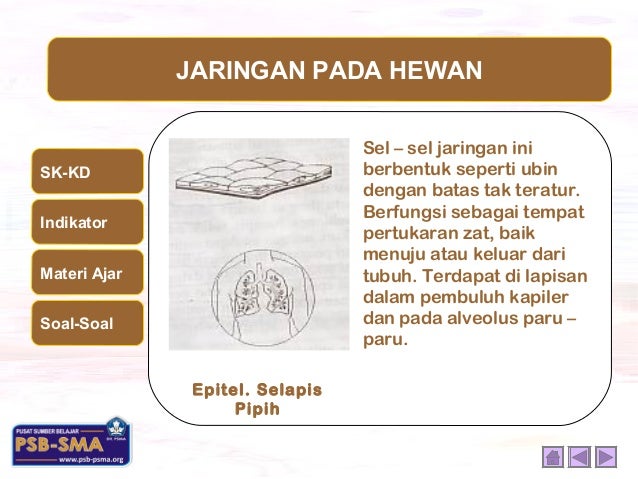  Jaringan  hewan 