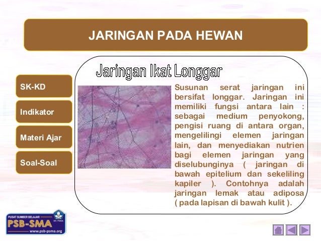  Jaringan  hewan 