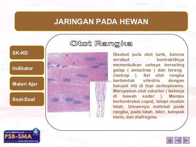  Jaringan  hewan 