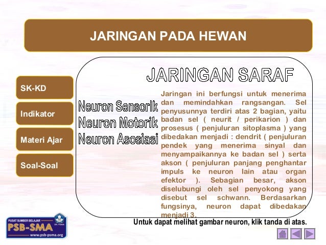  Jaringan  hewan 