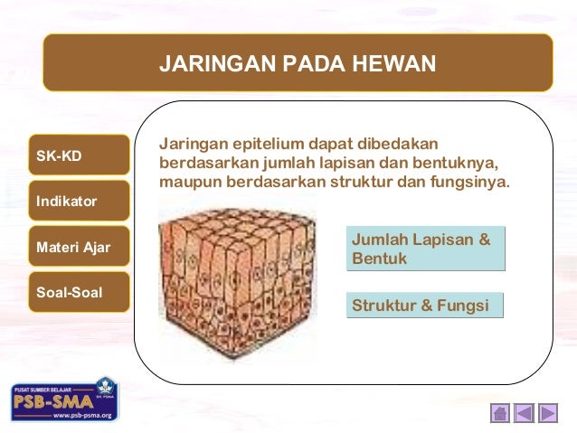  Jaringan  hewan 