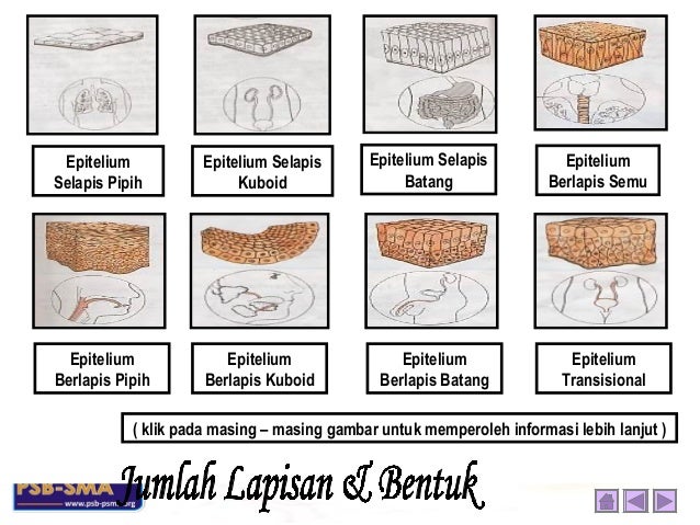  Jaringan  hewan 