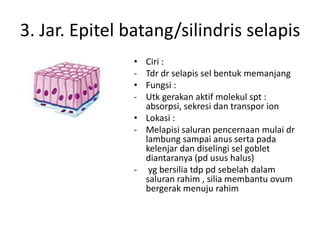 3. Jar. Epitel batang/silindris selapis 
• Ciri : 
- Tdr dr selapis sel bentuk memanjang 
• Fungsi : 
- Utk gerakan aktif molekul spt : 
absorpsi, sekresi dan transpor ion 
• Lokasi : 
- Melapisi saluran pencernaan mulai dr 
lambung sampai anus serta pada 
kelenjar dan diselingi sel goblet 
diantaranya (pd usus halus) 
- yg bersilia tdp pd sebelah dalam 
saluran rahim , silia membantu ovum 
bergerak menuju rahim 
 