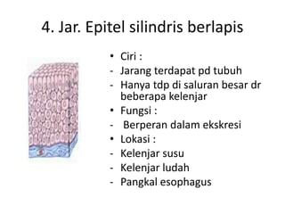4. Jar. Epitel silindris berlapis 
• Ciri : 
- Jarang terdapat pd tubuh 
- Hanya tdp di saluran besar dr 
beberapa kelenjar 
• Fungsi : 
- Berperan dalam ekskresi 
• Lokasi : 
- Kelenjar susu 
- Kelenjar ludah 
- Pangkal esophagus 
 