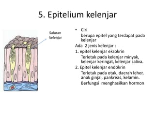 5. Epitelium kelenjar 
• Ciri 
berupa epitel yang terdapat pada 
kelenjar 
Ada 2 jenis kelenjar : 
1. epitel kelenjar eksokrin 
Terletak pada kelenjar minyak, 
kelenjar keringat, kelenjar saliva. 
2. Epitel kelenjar endokrin 
Terletak pada otak, daerah leher, 
anak ginjal, pankreas, kelamin. 
Berfungsi menghasilkan hormon 
Saluran 
kelenjar 
 