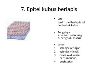 7. Epitel kubus berlapis 
• Ciri 
terdiri dari berlapis sel 
berbentuk kubus 
• Fungsinya : 
a. lapisan pelindung 
b. penghasil mucus 
• Lokasi 
1. kelenjar keringat, 
2. kelenjar minyak, 
3. ovarium di masa 
pertumbuhan, 
4. buah zakar. 
 