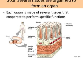 20.8 Several tissues are organized to 
form an organ 
• Each organ is made of several tissues that 
cooperate to perform specific functions 
Figure 20.8 
Lumen 
Epithelial 
tissue 
Lumen Connective 
tissue 
Smooth 
muscle 
tissue 
(2 layers) 
Connective 
tissue 
Columnar 
epithelium 
Blood 
vessel 
 