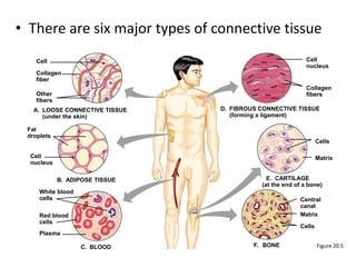• There are six major types of connective tissue 
Cells 
Matrix 
Figure 20.5 
Cell 
Collagen 
fiber 
Other 
fibers 
A. LOOSE CONNECTIVE TISSUE 
(under the skin) 
B. ADIPOSE TISSUE 
Fat 
droplets 
Cell 
nucleus 
C. BLOOD 
White blood 
cells 
Red blood 
cells 
Plasma 
D. FIBROUS CONNECTIVE TISSUE 
(forming a ligament) 
Cell 
nucleus 
Collagen 
fibers 
E. CARTILAGE 
(at the end of a bone) 
F. BONE 
Central 
canal 
Matrix 
Cells 
 