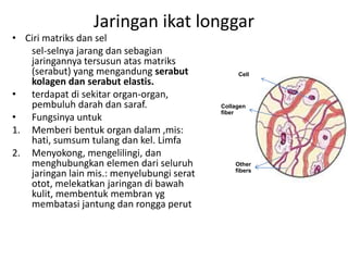 Jaringan ikat longgar 
• Ciri matriks dan sel 
sel-selnya jarang dan sebagian 
jaringannya tersusun atas matriks 
(serabut) yang mengandung serabut 
kolagen dan serabut elastis. 
• terdapat di sekitar organ-organ, 
pembuluh darah dan saraf. 
• Fungsinya untuk 
1. Memberi bentuk organ dalam ,mis: 
hati, sumsum tulang dan kel. Limfa 
2. Menyokong, mengelilingi, dan 
menghubungkan elemen dari seluruh 
jaringan lain mis.: menyelubungi serat 
otot, melekatkan jaringan di bawah 
kulit, membentuk membran yg 
membatasi jantung dan rongga perut 
Cell 
Collagen 
fiber 
Other 
fibers 
 