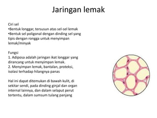 Jaringan lemak 
Ciri sel 
•Bentuk longgar, tersusun atas sel-sel lemak 
•Bentuk sel poligonal dengan dinding sel yang 
tipis dengan rongga untuk menyimpan 
lemak/minyak 
Fungsi 
1. Adiposa adalah jaringan ikat longgar yang 
dirancang untuk menyimpan lemak. 
2. Menyimpan lemak, bantalan, proteksi, 
isolasi terhadap hilangnya panas 
Hal ini dapat ditemukan di bawah kulit, di 
sekitar sendi, pada dinding ginjal dan organ 
internal lainnya, dan dalam selaput perut 
tertentu, dalam sumsum tulang panjang 
 