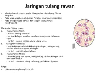 Jaringan tulang rawan 
- Matriks banyak, elastis, padat dibagian luar diselubungi fibrosa 
yang tipis 
- Pada anak-anak berasal dari jar. Pengikat embrional (mesenkim) 
- Pada orang dewasa berasal dari selaput tulang rawan 
(kondroblast) 
Macam jar. Tulang rawan 
a. Tulang rawan hialin : 
- matriks bening kebiruan 
- serabut kolagen tersebar membentuk anyaman halus dan 
rapat 
- contoh : cakram epifisis, ujung tulang keras 
b. Tulang rawan elastis : 
- mariks berwarna keruh kekuning-kuningan , mengandung 
serabut elastis dan serabut kolagen 
- contoh : epiglotis, daun telinga 
c. Tulang rawan fibrosa 
- matriks gelap dan keruh , mengandung serabut kolagen kasar 
dan tidak teratur 
- contoh : ruas-ruas tulang belakang , perlekatan ligamen 
fungsi 
• Utk menyokong kerangka tubuh 
 
