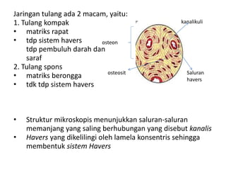 Jaringan tulang ada 2 macam, yaitu: 
1. Tulang kompak 
• matriks rapat 
• tdp sistem havers 
osteon 
tdp pembuluh darah dan 
saraf 
2. Tulang spons 
• matriks berongga 
• tdk tdp sistem havers 
kanalikuli 
osteosit Saluran 
• Struktur mikroskopis menunjukkan saluran-saluran 
memanjang yang saling berhubungan yang disebut kanalis 
• Havers yang dikelilingi oleh lamela konsentris sehingga 
membentuk sistem Havers 
havers 
 