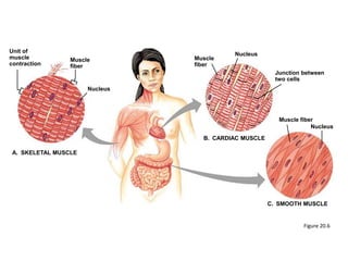 Muscle fiber 
Nucleus 
Figure 20.6 
Unit of 
muscle 
contraction 
Muscle 
fiber 
A. SKELETAL MUSCLE 
Nucleus 
Muscle 
fiber 
Nucleus 
B. CARDIAC MUSCLE 
Junction between 
two cells 
C. SMOOTH MUSCLE 
 
