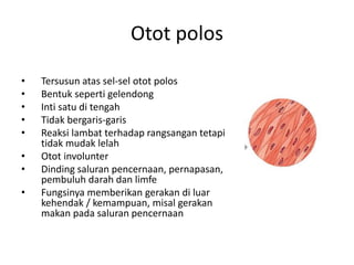 Otot polos 
• Tersusun atas sel-sel otot polos 
• Bentuk seperti gelendong 
• Inti satu di tengah 
• Tidak bergaris-garis 
• Reaksi lambat terhadap rangsangan tetapi 
tidak mudak lelah 
• Otot involunter 
• Dinding saluran pencernaan, pernapasan, 
pembuluh darah dan limfe 
• Fungsinya memberikan gerakan di luar 
kehendak / kemampuan, misal gerakan 
makan pada saluran pencernaan 
 