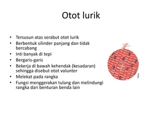 Otot lurik 
• Tersusun atas serabut otot lurik 
• Berbentuk silinder panjang dan tidak 
bercabang 
• Inti banyak di tepi 
• Bergaris-garis 
• Bekerja di bawah kehendak (kesadaran) 
sehingga disebut otot volunter 
• Melekat pada rangka 
• Fungsi menggerakan tulang dan melindungi 
rangka dari benturan benda lain 
 