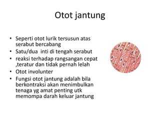 Otot jantung 
• Seperti otot lurik tersusun atas 
serabut bercabang 
• Satu/dua inti di tengah serabut 
• reaksi terhadap rangsangan cepat 
,teratur dan tidak pernah lelah 
• Otot involunter 
• Fungsi otot jantung adalah bila 
berkontraksi akan menimbulkan 
tenaga yg amat penting utk 
memompa darah keluar jantung 
 