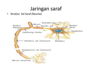 Jaringan saraf 
• Struktur Sel Saraf (Neuron) 
 