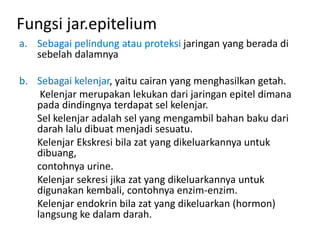 Fungsi jar.epitelium 
a. Sebagai pelindung atau proteksi jaringan yang berada di 
sebelah dalamnya 
b. Sebagai kelenjar, yaitu cairan yang menghasilkan getah. 
Kelenjar merupakan lekukan dari jaringan epitel dimana 
pada dindingnya terdapat sel kelenjar. 
Sel kelenjar adalah sel yang mengambil bahan baku dari 
darah lalu dibuat menjadi sesuatu. 
Kelenjar Ekskresi bila zat yang dikeluarkannya untuk 
dibuang, 
contohnya urine. 
Kelenjar sekresi jika zat yang dikeluarkannya untuk 
digunakan kembali, contohnya enzim-enzim. 
Kelenjar endokrin bila zat yang dikeluarkan (hormon) 
langsung ke dalam darah. 
 