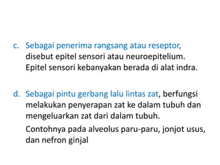 c. Sebagai penerima rangsang atau reseptor, 
disebut epitel sensori atau neuroepitelium. 
Epitel sensori kebanyakan berada di alat indra. 
d. Sebagai pintu gerbang lalu lintas zat, berfungsi 
melakukan penyerapan zat ke dalam tubuh dan 
mengeluarkan zat dari dalam tubuh. 
Contohnya pada alveolus paru-paru, jonjot usus, 
dan nefron ginjal 
 