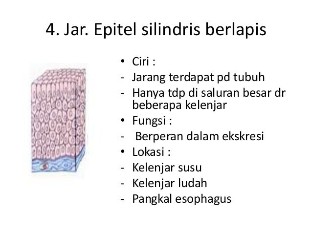 Jaringan Hewan Biologi