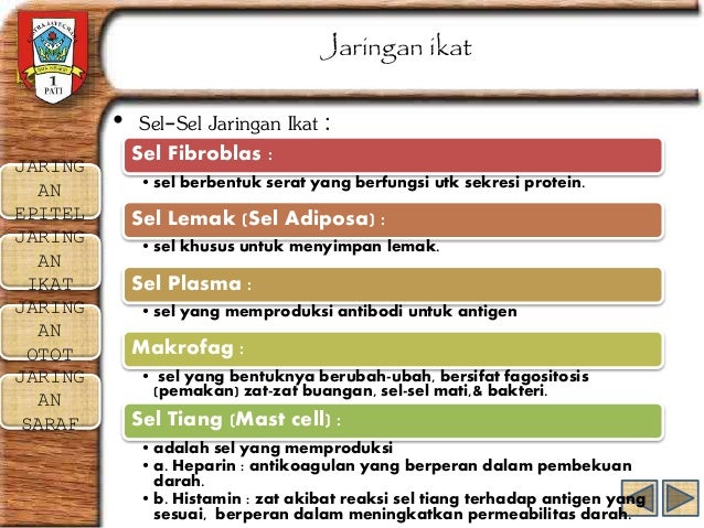  Jaringan Hewan Biologi 