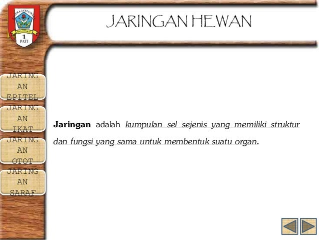  Jaringan Hewan Biologi 