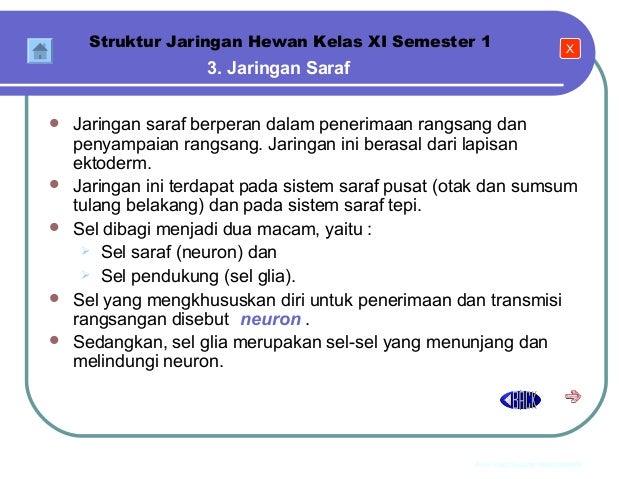  Jaringan  Hewan  BIOLOGI SMA KELAS  XI 