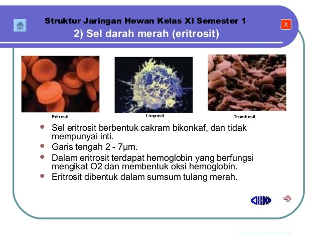  Jaringan  Hewan  BIOLOGI SMA KELAS XI